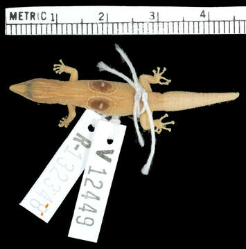 Sphaerodactylus semasiops Thomas 1975 resmi