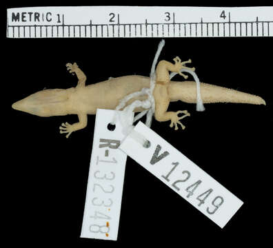 Sphaerodactylus semasiops Thomas 1975 resmi