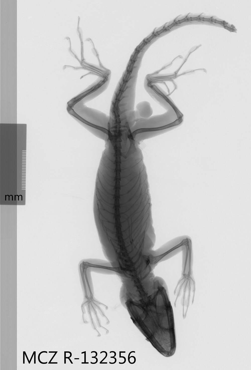 Image of Anolis baleatus altager Schwartz 1975