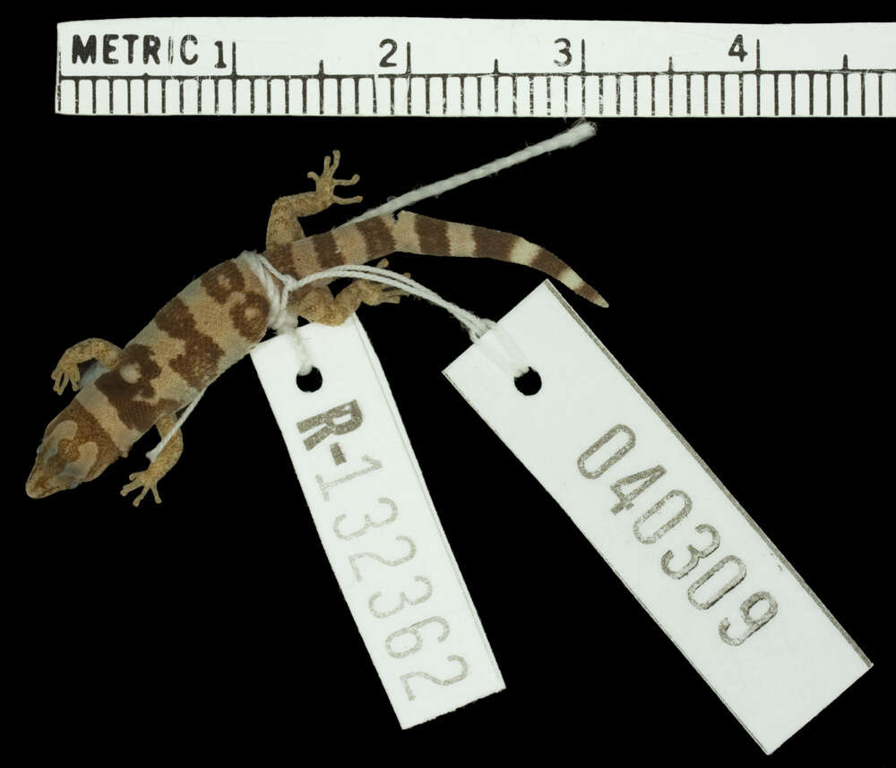 Sphaerodactylus callocricus Schwartz 1976 resmi