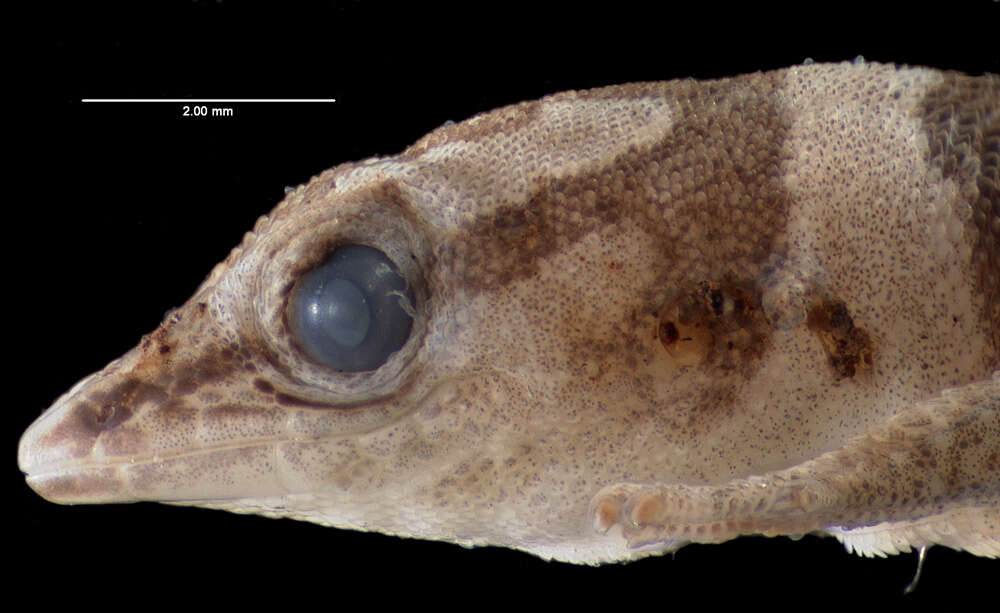 Sphaerodactylus callocricus Schwartz 1976 resmi