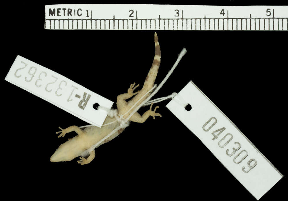 Sphaerodactylus callocricus Schwartz 1976 resmi