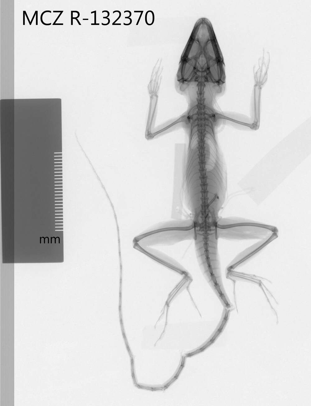 Image of Anolis longitibialis specuum Schwartz 1979