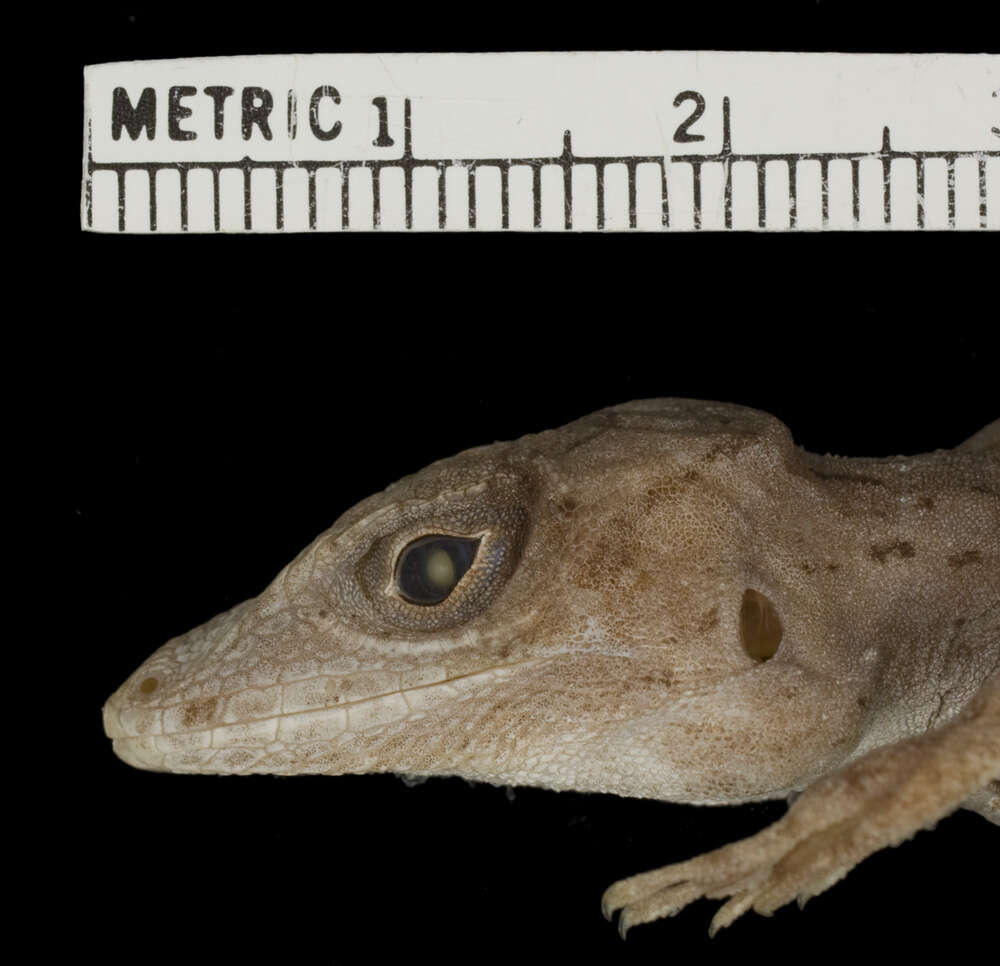 Image of Anolis longitibialis specuum Schwartz 1979