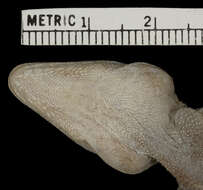 Image of Anolis longitibialis specuum Schwartz 1979