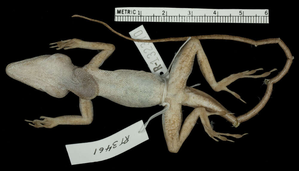 Image of Anolis longitibialis specuum Schwartz 1979