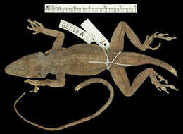 Image of Anolis strahmi strahmi Schwartz 1979