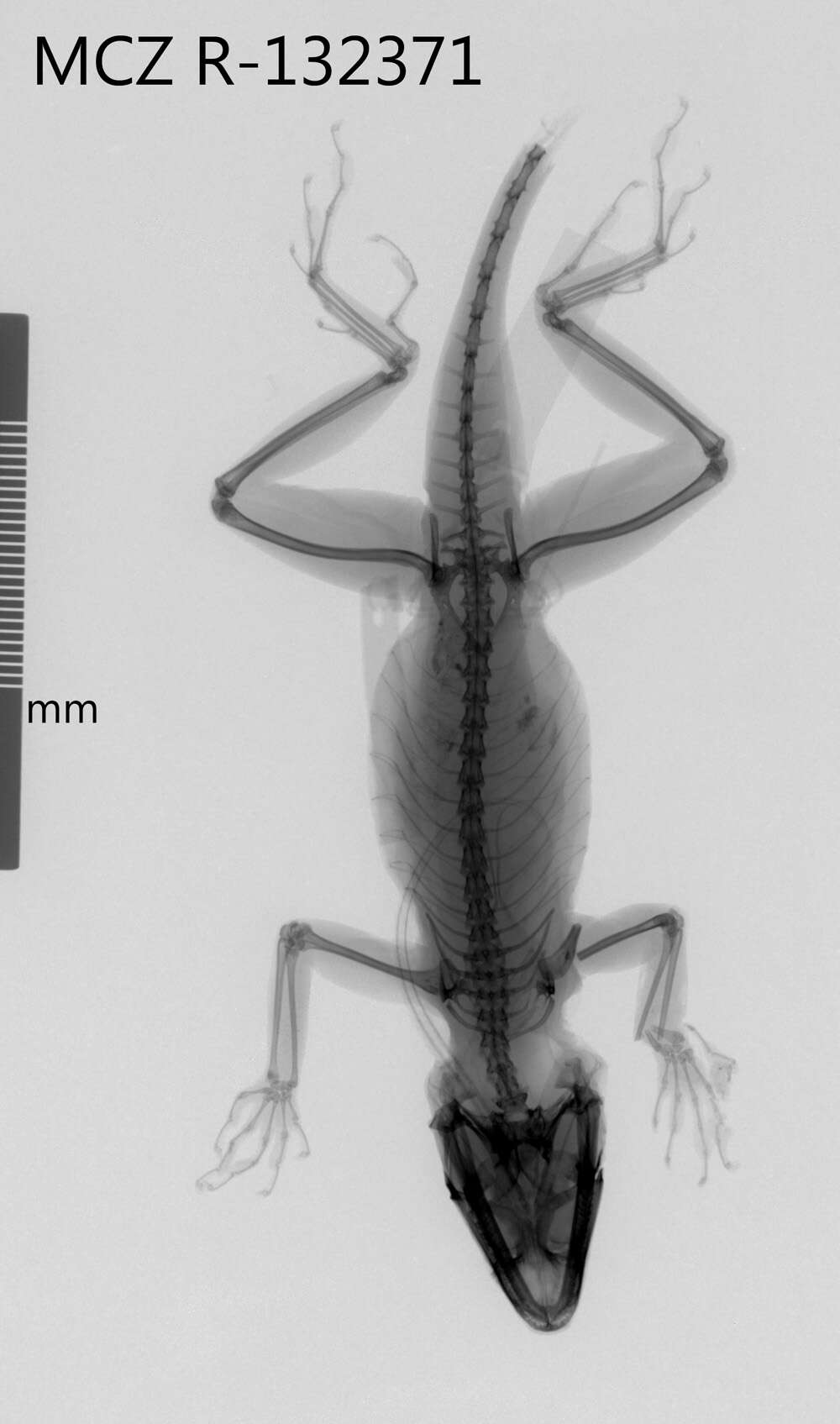 Image of Anolis strahmi strahmi Schwartz 1979