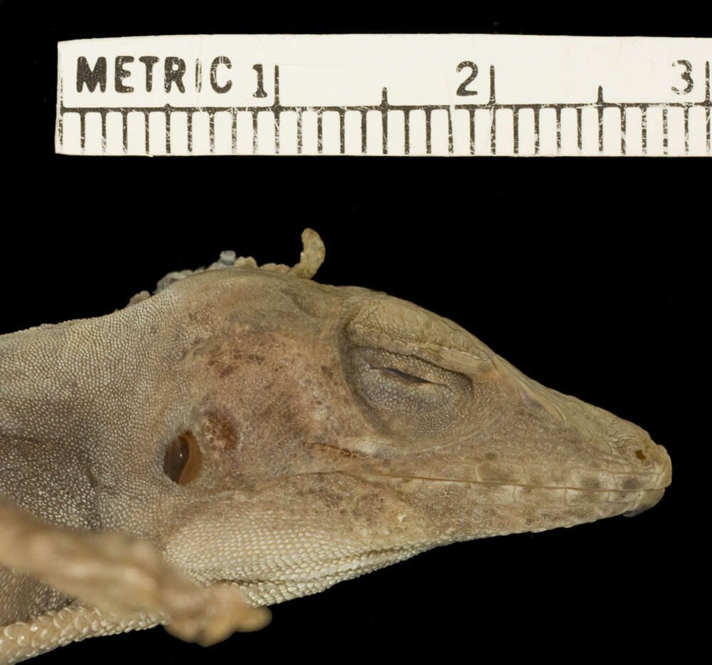 Image of Anolis strahmi strahmi Schwartz 1979