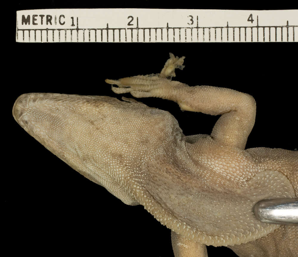 Image of Anolis strahmi strahmi Schwartz 1979