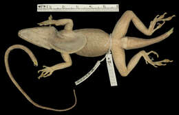 Image of Anolis strahmi strahmi Schwartz 1979