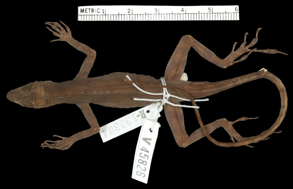 Image of Eugene's Anole