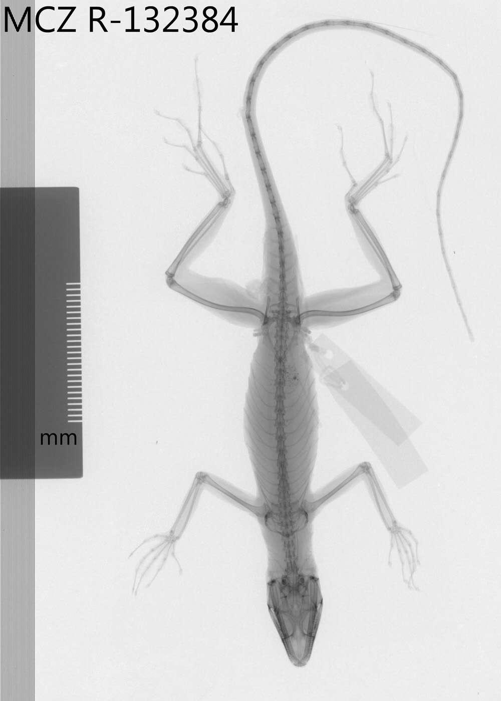 Image of Eugene's Anole