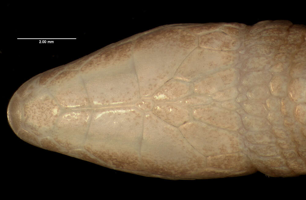 Image de Rhachisaurus brachylepis (Dixon 1974)