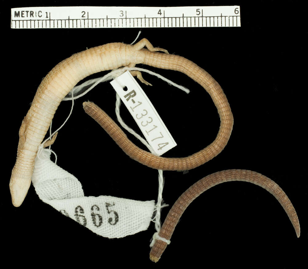 Image de Rhachisaurus brachylepis (Dixon 1974)