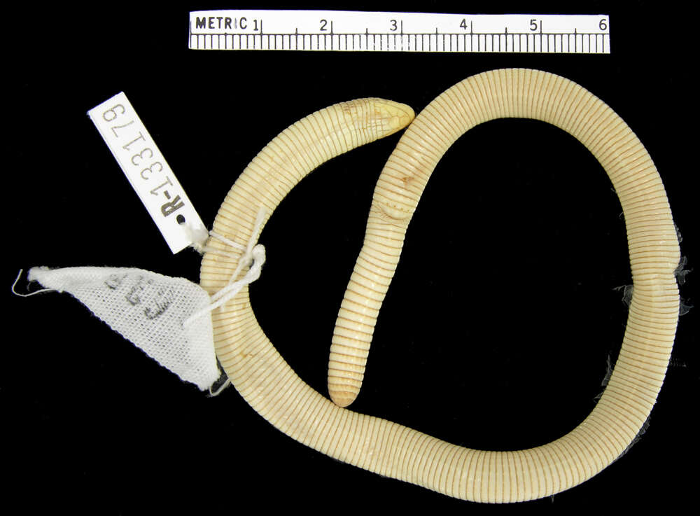 Image of Wagler's Worm Lizard