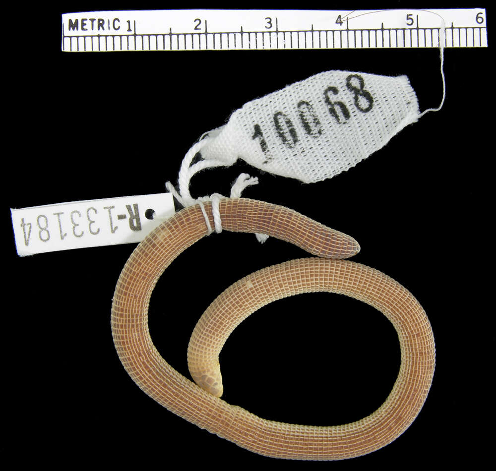 Image of Silvestri's Worm Lizard