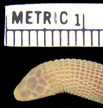 Image of Silvestri's Worm Lizard