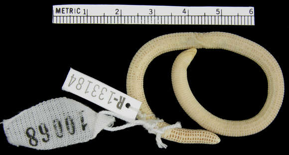 Image of Silvestri's Worm Lizard