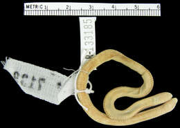 Image of Mitchell's Worm Lizard