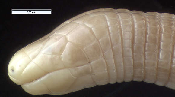 Image of Mitchell's Worm Lizard