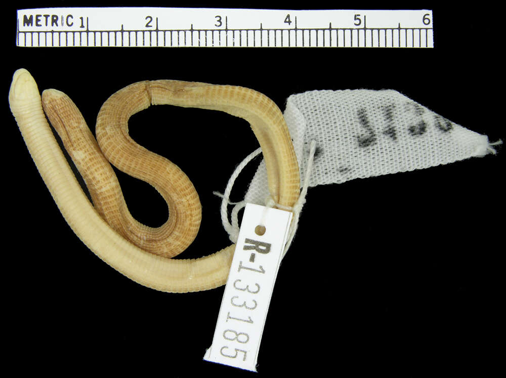 Image of Mitchell's Worm Lizard