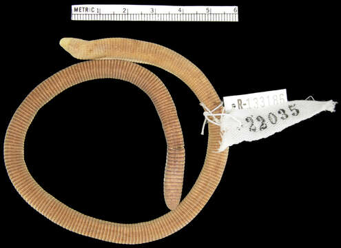 Image of Rio Grande Worm Lizard