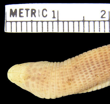 Image of Rio Grande Worm Lizard