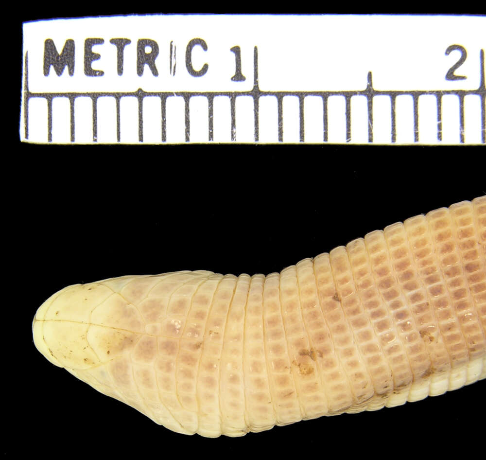 Image of Rio Grande Worm Lizard