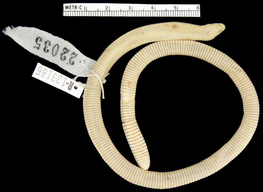 Image of Rio Grande Worm Lizard