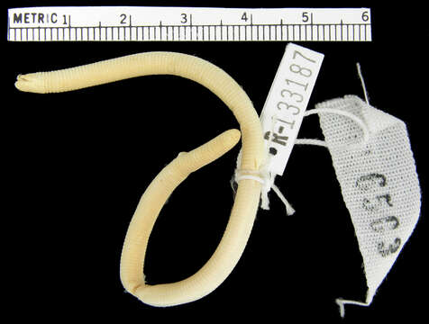 Image of Hoge's Worm Lizard