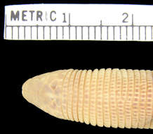 Image of <i>Amphisbaena trachura</i>