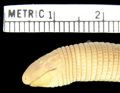 Image of <i>Amphisbaena trachura</i>