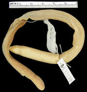 Image of <i>Amphisbaena trachura</i>