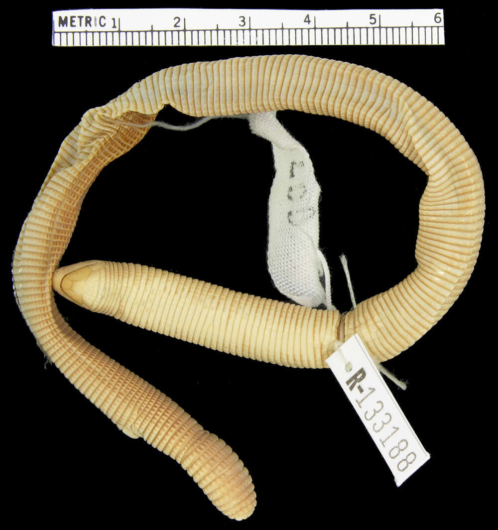 Image of <i>Amphisbaena trachura</i>