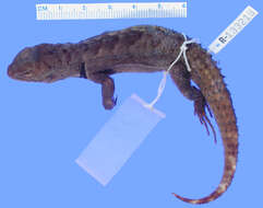 Image of Rose Whorltail Iguana