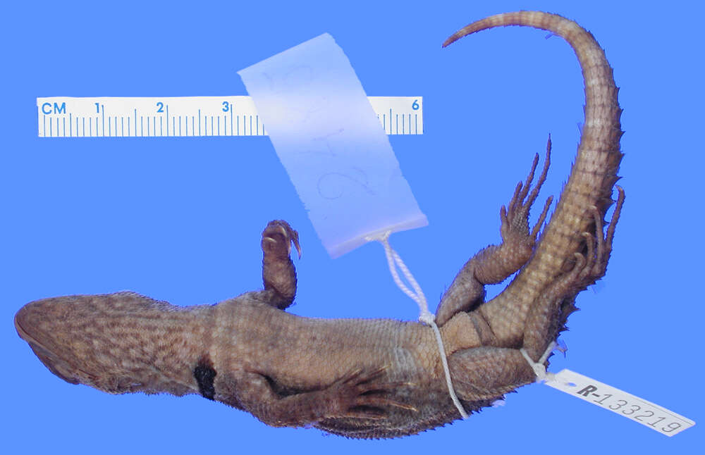 Image of Rose Whorltail Iguana