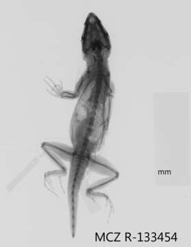 Image of Bulky Anole