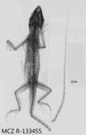 Image of Bulky Anole