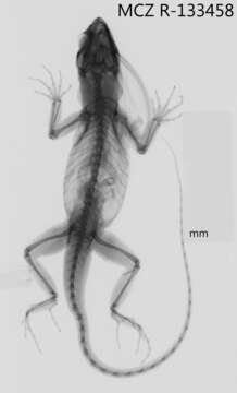 Image of Bulky Anole