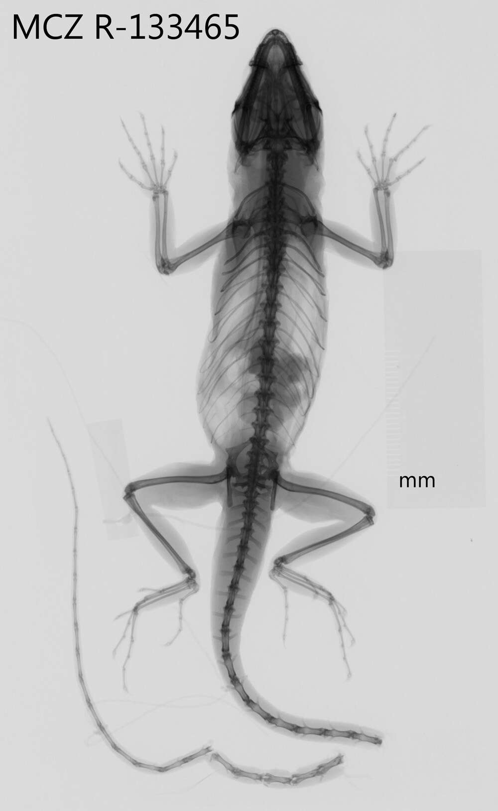 Image of Bulky Anole