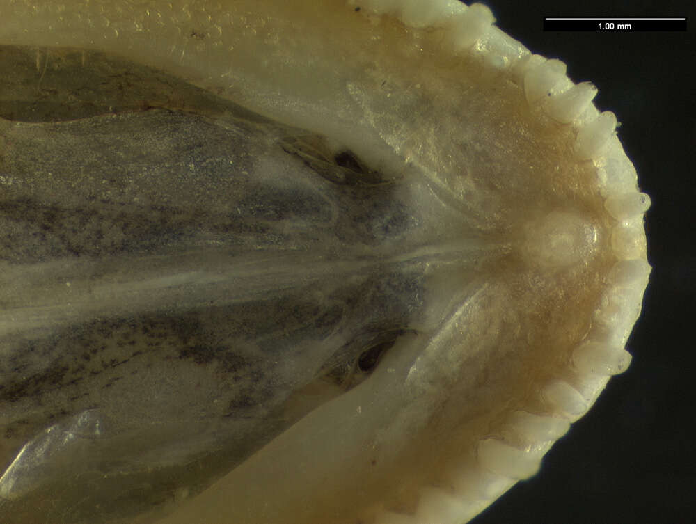 Image of Anolis cybotes cybotes Cope 1862