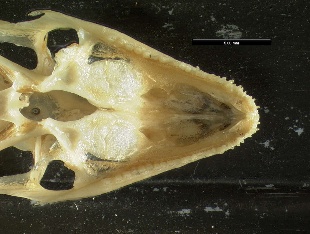 Image of Anolis cybotes cybotes Cope 1862