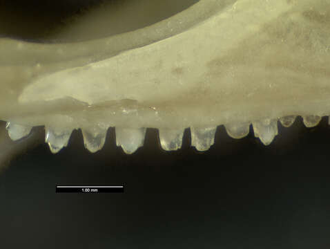 Image of Anolis cybotes cybotes Cope 1862