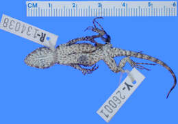 صورة Sceloporus asper Boulenger 1897