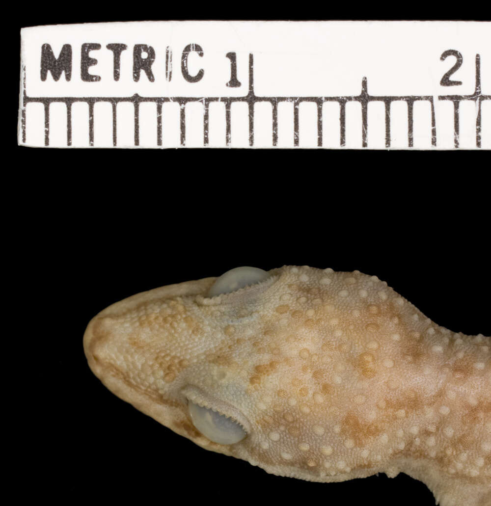 Image of ParditaNorte Leaf-toed Gecko