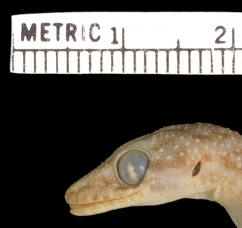 Image of ParditaNorte Leaf-toed Gecko