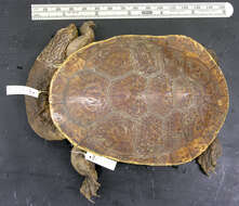 Image of Parker’s snake-necked turtle