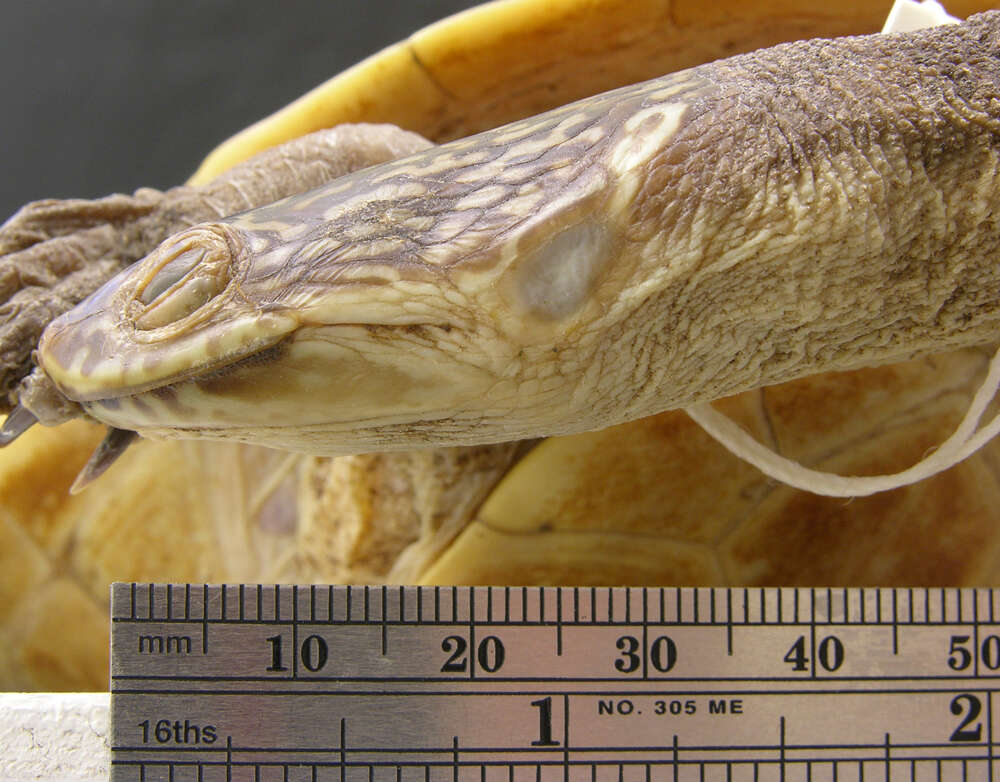 Image of Parker’s snake-necked turtle