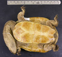 Image of Parker’s snake-necked turtle